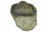 Long, Curled Morocops Trilobite - Morocco #323506-1